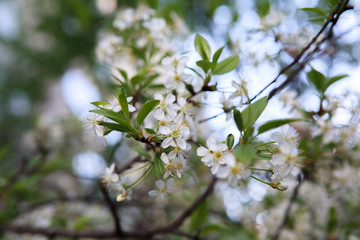 цветущая вишня,blooming cherry,
