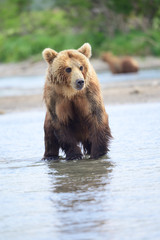 Obraz premium Ruling the landscape, brown bears of Kamchatka (Ursus arctos beringianus)