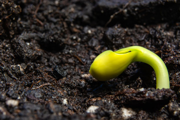 young shoots of sunflower on a background of black soil