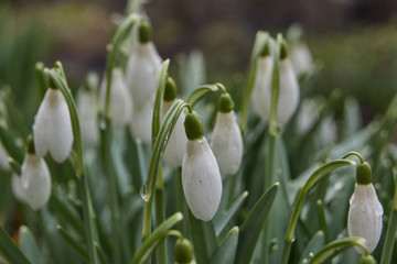 Fototapeta premium Spring. Primroses in the garden after the rain.