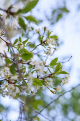 цветущая вишня,blooming cherry,