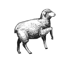 Illustration of the Sheep. Hand drawn in a graphic style. Vintage vector color engraving illustration for Poster, Package, Isolated on white background