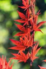 tree branch with red leaves