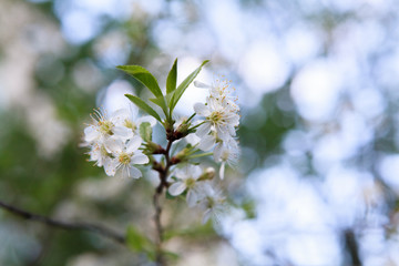 цветущая вишня,blooming cherry,