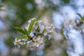 цветущая вишня,blooming cherry,
