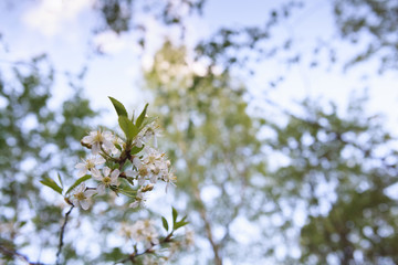 цветущая вишня,blooming cherry,