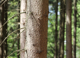 wer findet den waldbaumläufer?
