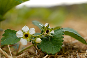 Flowering strawberry plants. Organic growing.