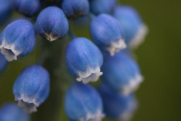 forget me not