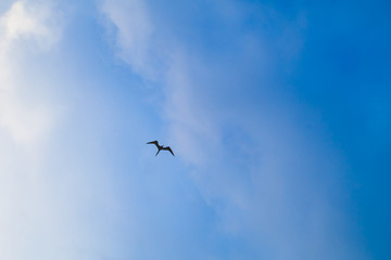 Obraz premium Silhouette of frigate bird flying in the sky