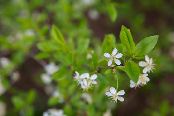 цветущая вишня,blooming cherry,