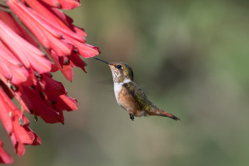 Green Violet-ear (Colibri thalassinus) hummingbird in flight isolated on a green background in Costa Rica
