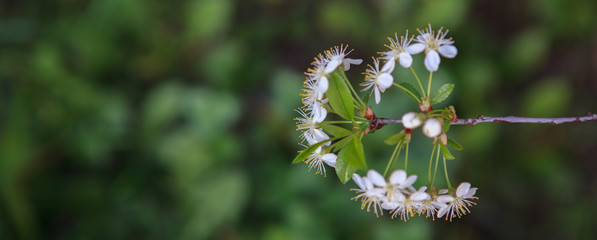 цветущая вишня,blooming cherry,