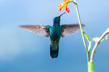 Blue hummingbird Violet Sabrewing flying next to beautiful red flower. Tinny bird fly in jungle. Wildlife in tropic Costa Rica. Two bird sucking nectar from bloom in the forest. Bird behaviour © vaclav