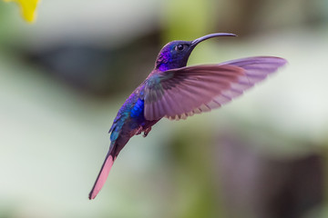 Blue hummingbird Violet Sabrewing flying next to beautiful red flower. Tinny bird fly in jungle. Wildlife in tropic Costa Rica. Two bird sucking nectar from bloom in the forest. Bird behaviour