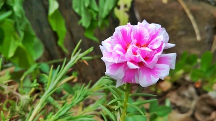 pink flowers in the garden