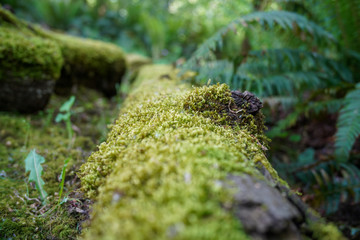 Mossy log