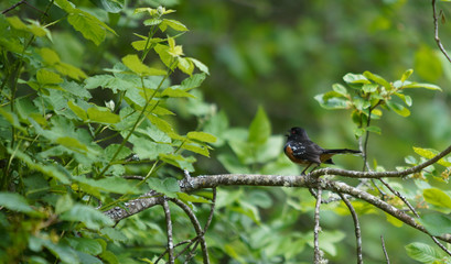 Robin on a branch calling out