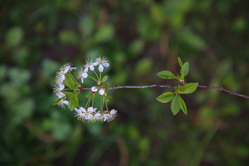 цветущая вишня,blooming cherry,flower, nature, spring, plant, green, flowers, summer, blossom, white, flora, garden, tree, macro, grass, pink, beauty, bloom, leaf, meadow, branch, wild, beautiful, 