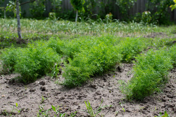 Fototapeta na wymiar Green dill grows in a row in the garden, on the farm, in the greenhouse