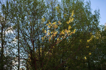 дерево,wood,tree, autumn, forest, nature, sky, leaves, trees, fall, yellow, blue, green, leaf, landscape, season, wood, park, birch, foliage, pine, oak, plant, woods, outdoors, day, branch