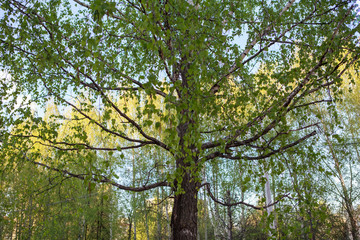 берёза,Birch tree,tree, forest, nature, trees, green, leaves, sky, spring, wood, branches, leaf, foliage, summer, landscape, park, autumn, branch, trunk, woods, environment, natural, season, sun, sunl