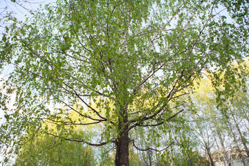 берёза,Birch tree,