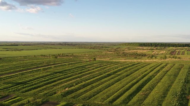 Aerial drone view of abandoned and cultivated agricultural lands of peasants. Life in the village, Ukraine. Cinematic 4k, no post-processing