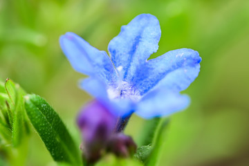Blaume Blume