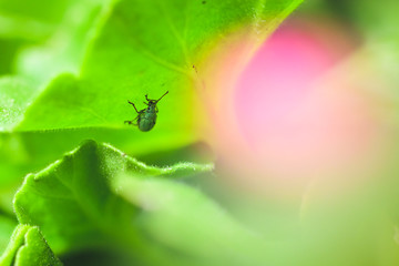 Kleiner Käfer auf einem Blatt