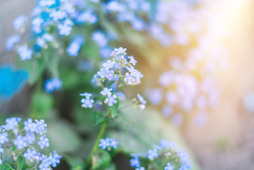 summer background with blue flowers forget me nots and the sun