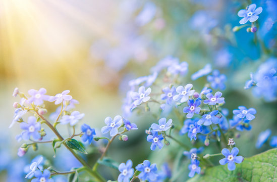 summer background with blue flowers forget me nots and the sun
