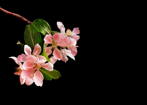 Blooming Pink Apple Tree Branch On Black Background. Copy Space