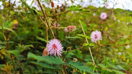 Shameplant | Mimosa pudica