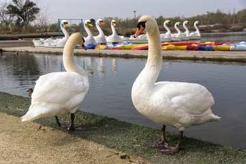 Cisnes