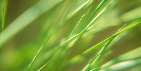 Bright vibrant green grass close-up