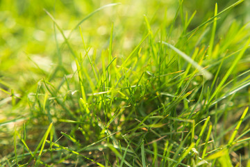 Grass or meadow background, natural header or banner with space for text