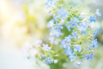 delicate summer background with flowers in blue