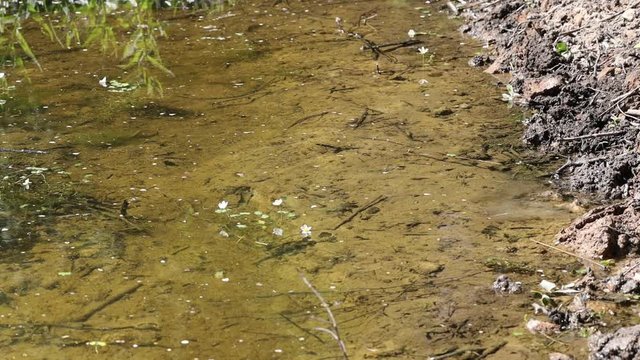 Drei Ringelnattern fl&uuml;chten nacheinander in einen Teich