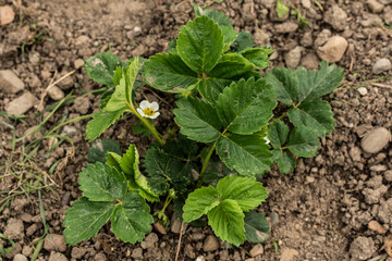 Strawberry flowers have an interesting life. Different types of strawberry plants produce them at different times. But, since the June-bearing strawberry has captured the hearts  of most gardeners