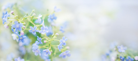 beautiful blue spring banner with flowers