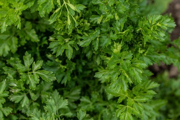 Parsley leaves, a flowering plant, over the years, parsley has been used to treat conditions like high blood pressure, allergies, and inflammatory diseases,today, it’s used as a fresh culinary herb
