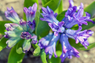 blue flowers close up macro