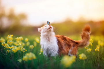Fototapeta na wymiar blue a butterfly came and sat on the nose a cute furry cat on a summer Sunny blooming meadow