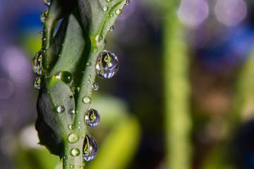 young pea sprout with dew drops on a field background