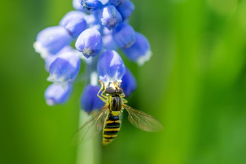 A bee sits on a blue flower and eats nectar. Summer bright macro photography.