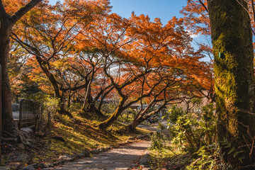Maruyama Park, Kyoto
