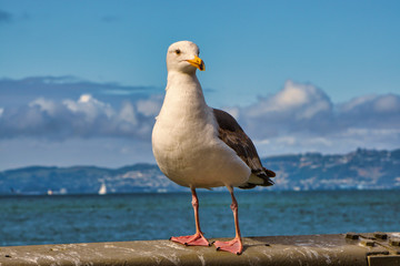 Western Gull