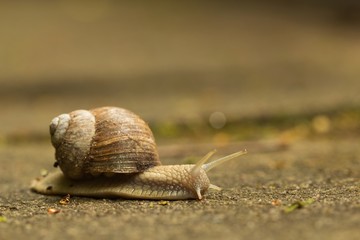 Nahaufnahme einer Weinbergschnecke auf einem Weg, Helix pomatia