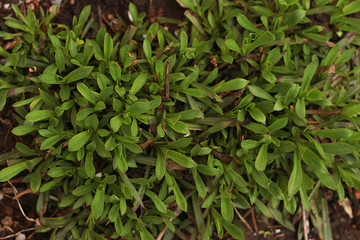 Growing flowers with green leaves on a garden in spring close up